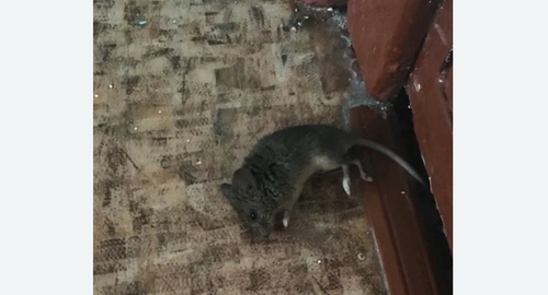 Дезинфекция от мышей в Навашино