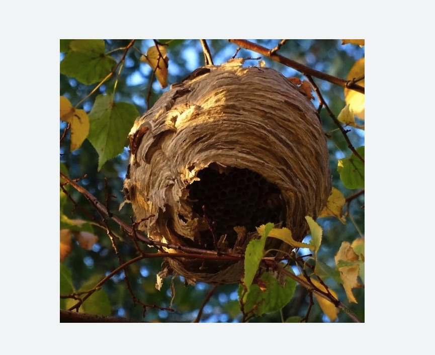 Обработка от шершней в Навашино