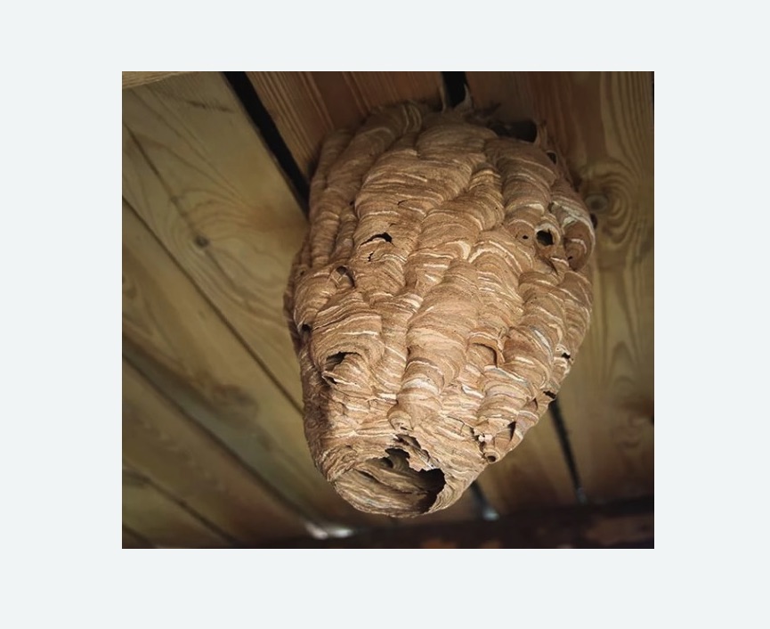 обработка от шершней в Навашино