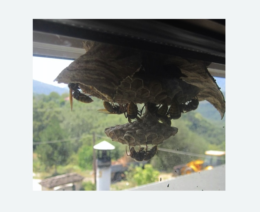 Уничтожение гнёзд шершней в Навашино