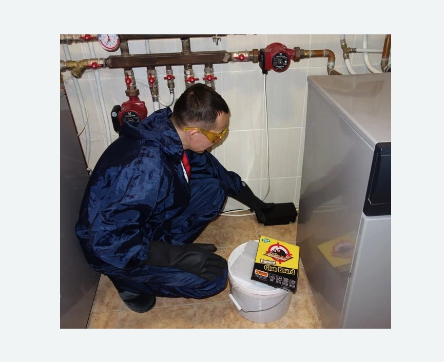 Уничтожение крыс Уничтожение крыс в Навашино