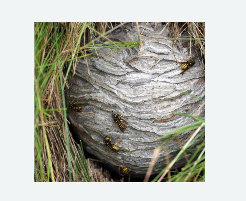 Уничтожение ос и ульев Уничтожение ос и ульев в Навашино